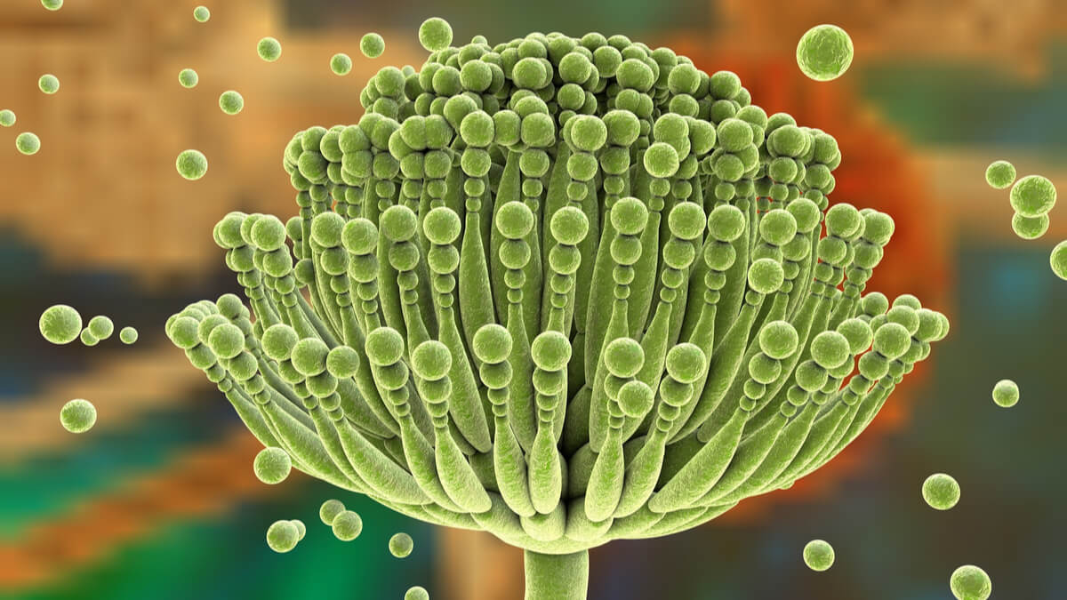 Logo der CME Fortbildung "Invasive Infektionen mit Aspergillus spp. und Pilzen der Ordnung Mucorales: Herausforderungen und Therapieoptionen "