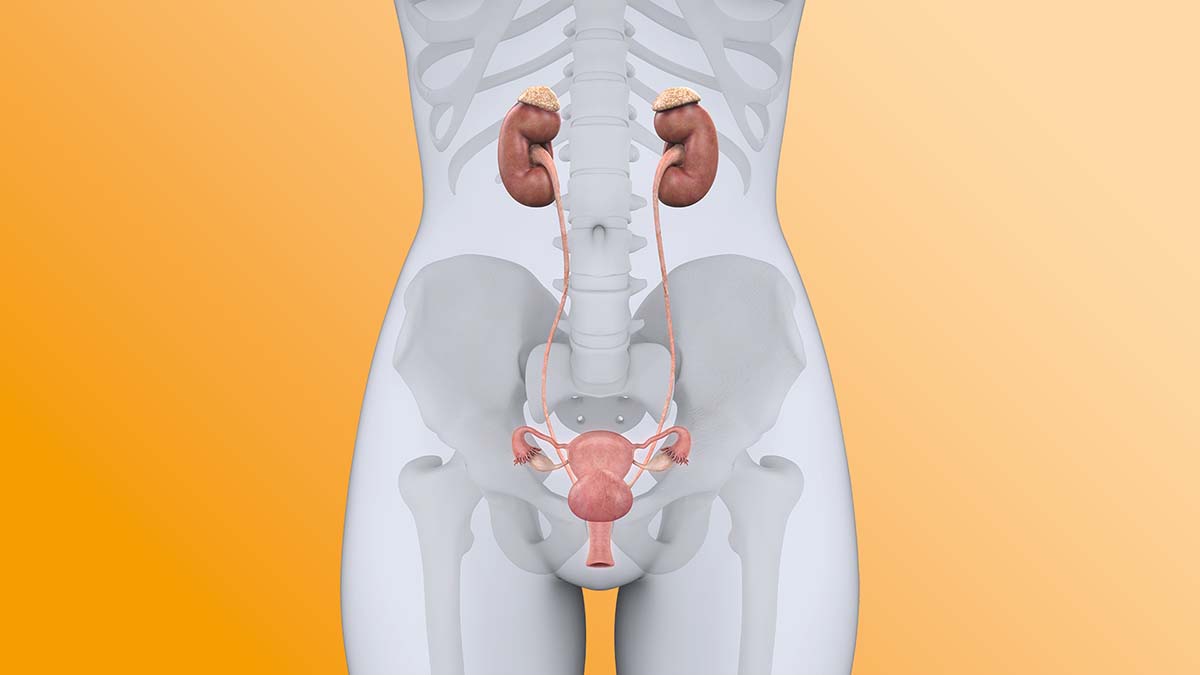 Logo der CME Fortbildung "Urologie der Frau"