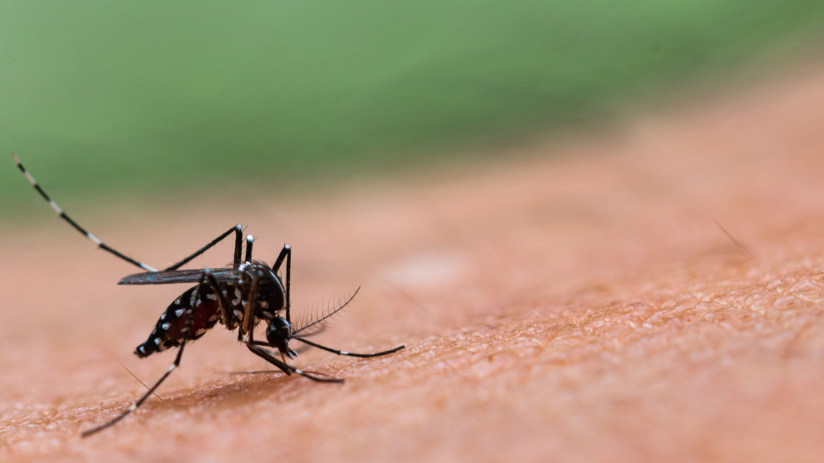 Logo der CME Fortbildung "Dengue-Fieber - Ursachen und Ausbreitung"