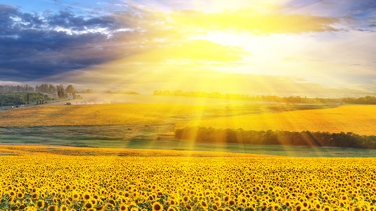 Teaserbild zum CME: Vitamin D, Vitamin-D-Mangel und Supplementation bei verschiedenen Erkrankungen - Ein Überblick