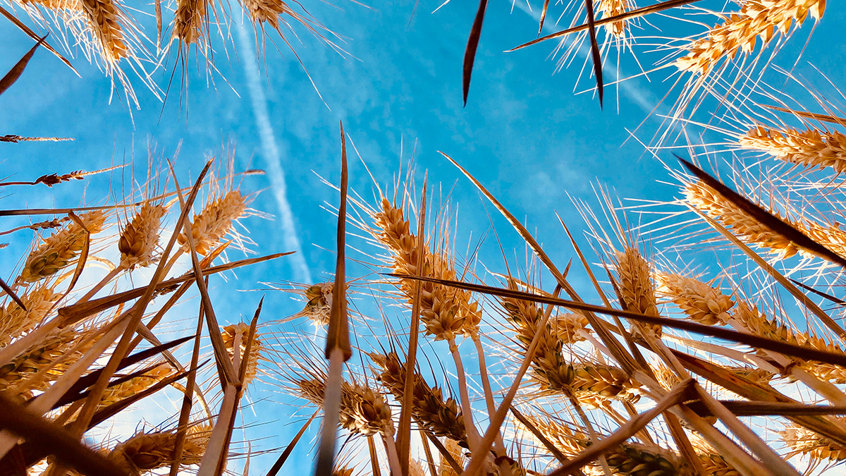 Logo der CME Fortbildung "Gluten-/Weizen-Sensitivität und Weizenallergie: Neue Empfehlungen zu Diagnose und therapeutischem Vorgehen"