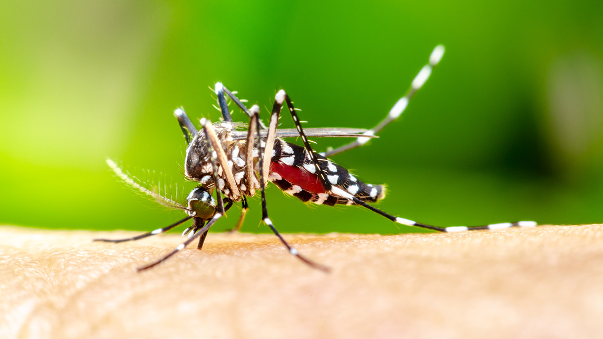 Logo der CME Fortbildung "Die unterschätzte Bedrohung: Chikungunya erkennen und vorbeugen"