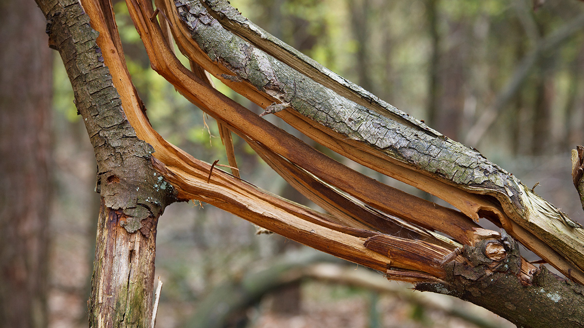 Logo der CME Fortbildung "Sekundäre Osteoporose – Ein interdisziplinärer Blick auf die Knochengesundheit"