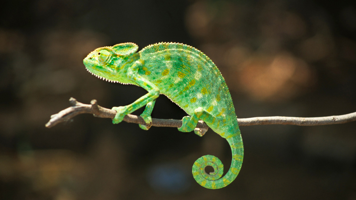 Teaserbild zum CME: IgG4-assoziierte Erkrankung - ein differentialdiagnostisches Chamäleon